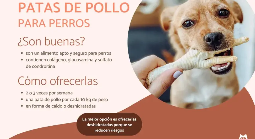 Un perro feliz muerde una pata de pollo, un snack saludable y seguro para perros.