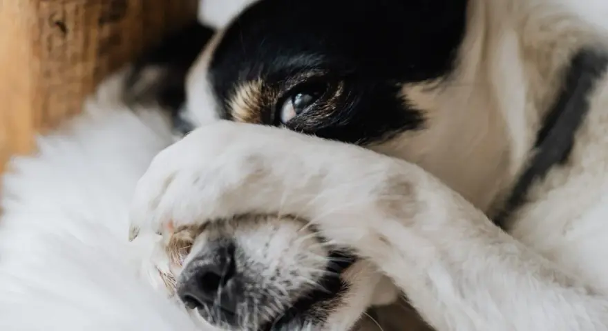 Mi perro llora porque quiere dormir conmigo. Su patita cubre su ojo, como si pidiera permiso para acurrucarse.