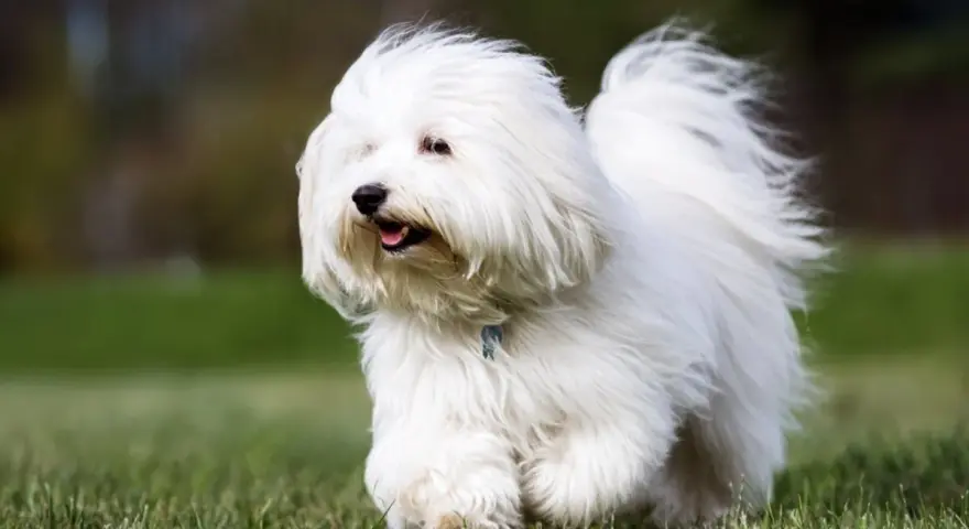Un adorable coton de tulear corre feliz por el césped, con su pelaje blanco ondeando al viento.