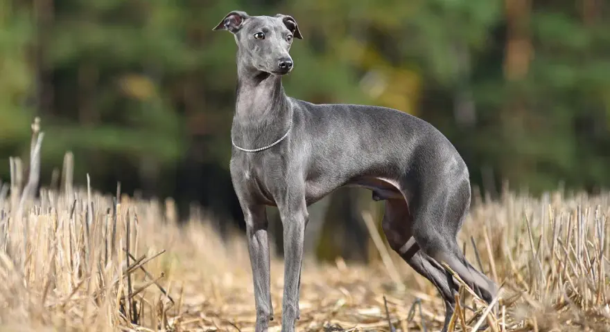 Elegante galgo pequeño de pelaje gris, con un collar de brillantes, posa en un campo de rastrojos con un fondo de árboles.