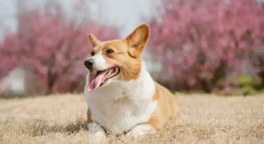 Corgi con lengua afuera, relajado en la hierba. Sus orejas erguidas y mirada atenta, sin gestos de un perro dominante.