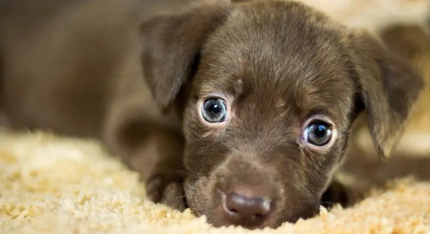 Adorable cachorro marrón con ojos azules, quizás con un soplo en el corazón, descansa sobre una manta suave.