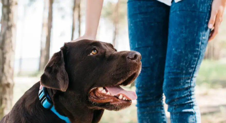 Un perro marrón con collar azul mira hacia arriba mientras una persona le acaricia la cabeza. Parece que mi perro no acepta al nuevo cachorro.