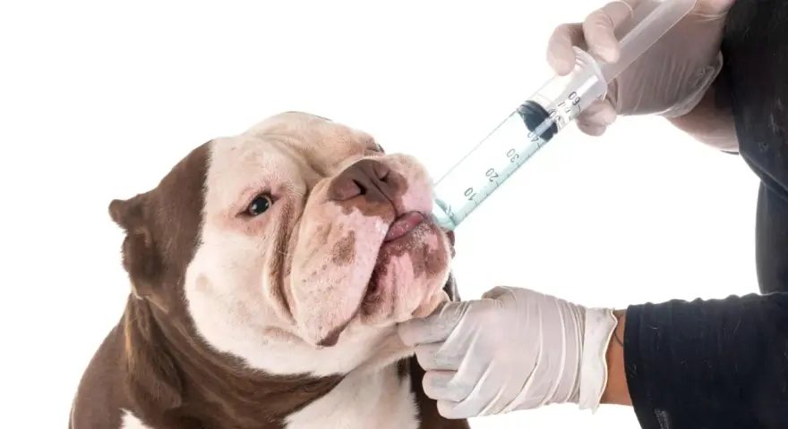 Un perro recibe medicina de una jeringa. Saber cada cuanto se desparasita a un perro es clave para su salud.