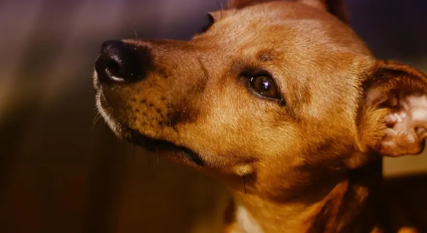 Mi perro me mira fijamente y llora, con sus ojos tristes y su hocico húmedo.