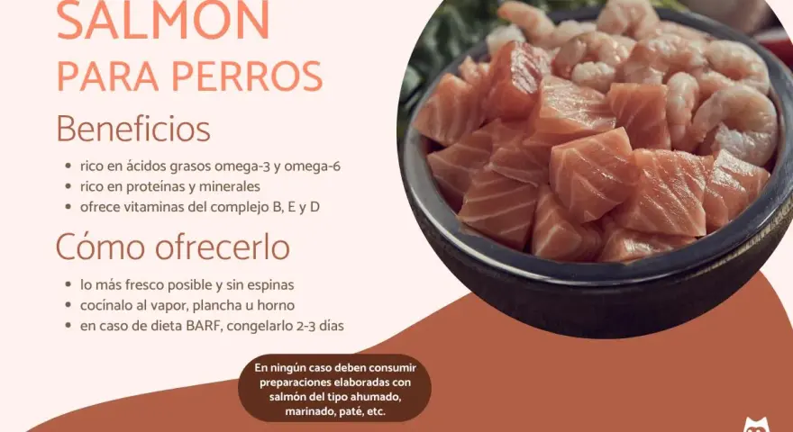 Un tazón lleno de trozos de salmón fresco y camarones. Los perros pueden comer salmón, es rico en nutrientes.