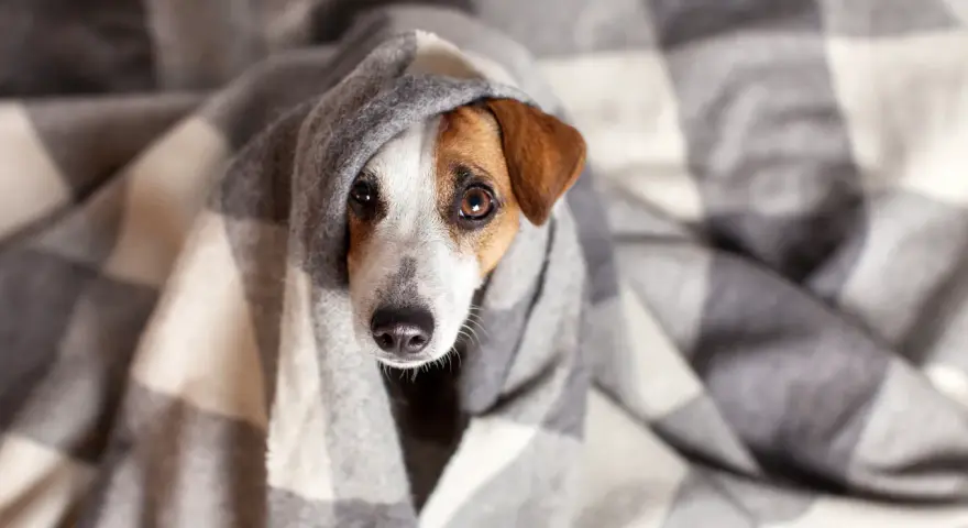 Un perro constipado se acurruca bajo una manta a cuadros, con los ojos tristes y la nariz húmeda.