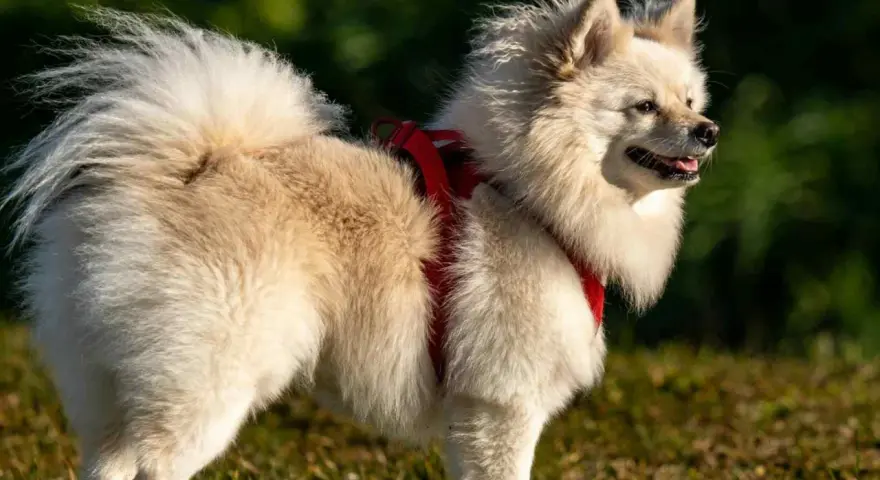 Un adorable spitz alemán de pelaje blanco y esponjoso, con un arnés rojo, disfruta del sol en un campo verde.