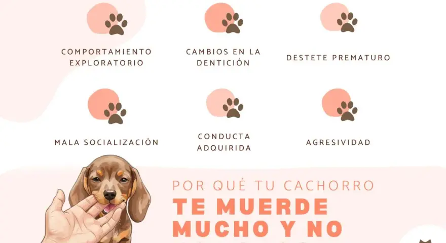 Un cachorro te muerde mucho y no hace caso. Explora las razones: comportamiento, dentición, destete, socialización, conducta o agresividad.