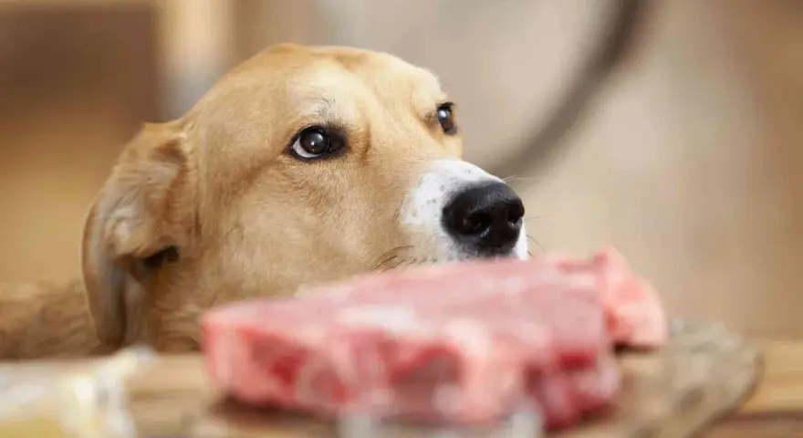 Un perro mira con interés un trozo de carne cruda, recordándonos que los perros pueden comer carne cruda.