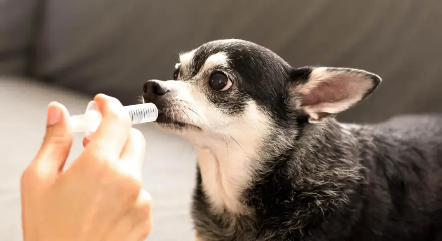 Chihuahua recibiendo líquido de una jeringa, posiblemente para tratar hipoglucemia en perros.