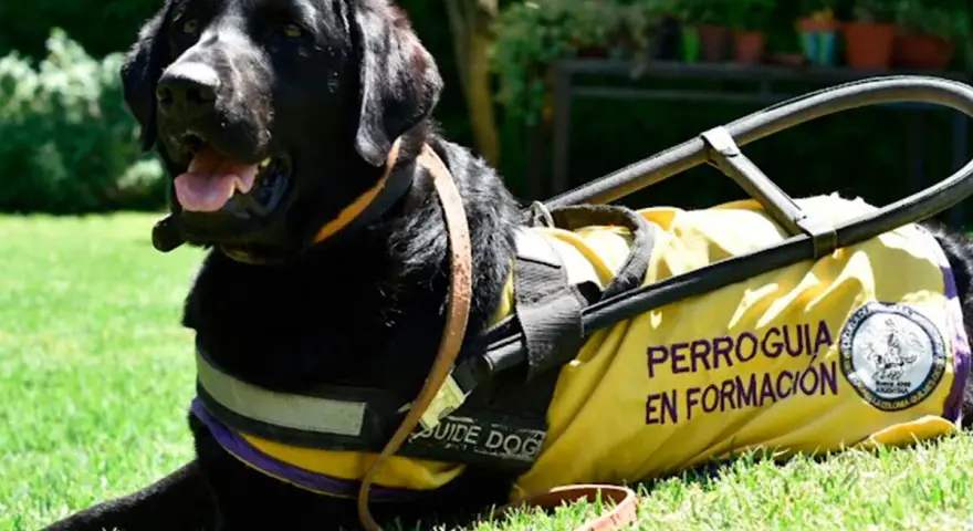 Perro guía negro con chaleco amarillo "Perroguía en Formación". Aprender su nombre es el primer paso, y cuanto tarda un perro en aprender su nombre varía.