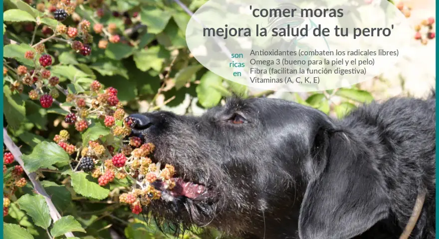Un perro negro disfruta de moras silvestres. Comer moras mejora la salud de tu perro, aportando antioxidantes, Omega 3, fibra y vitaminas.