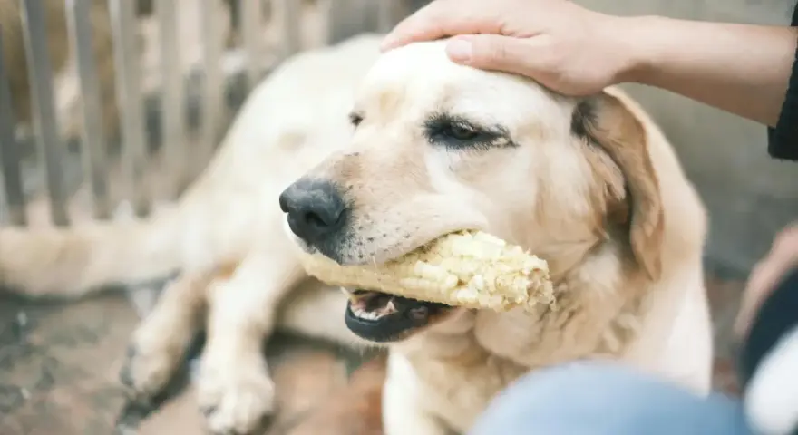 Mi perro me da mordisquitos mientras mastica una mazorca de maíz. Su cabeza es acariciada por una mano.