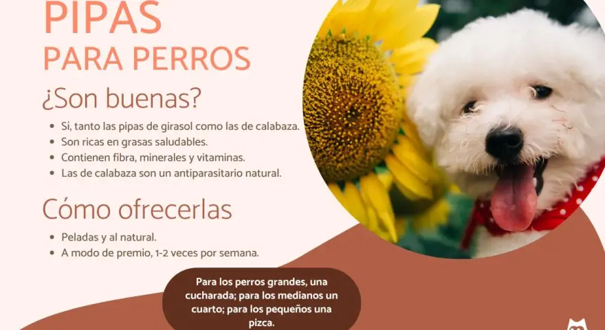 Un perro blanco feliz junto a un girasol. El texto indica que los perros pueden comer pipas de calabaza, que son saludables y beneficiosas.