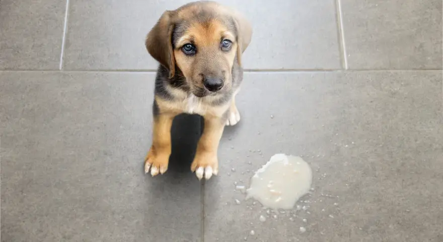 Cachorro con ojos tristes mira al lado de un charco de vómito verde.