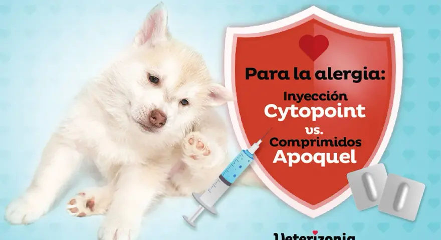 Cachorro con picazón, buscando una alternativa a los corticoides en perros. Jeringa y pastillas comparan Cytopoint vs Apoquel.