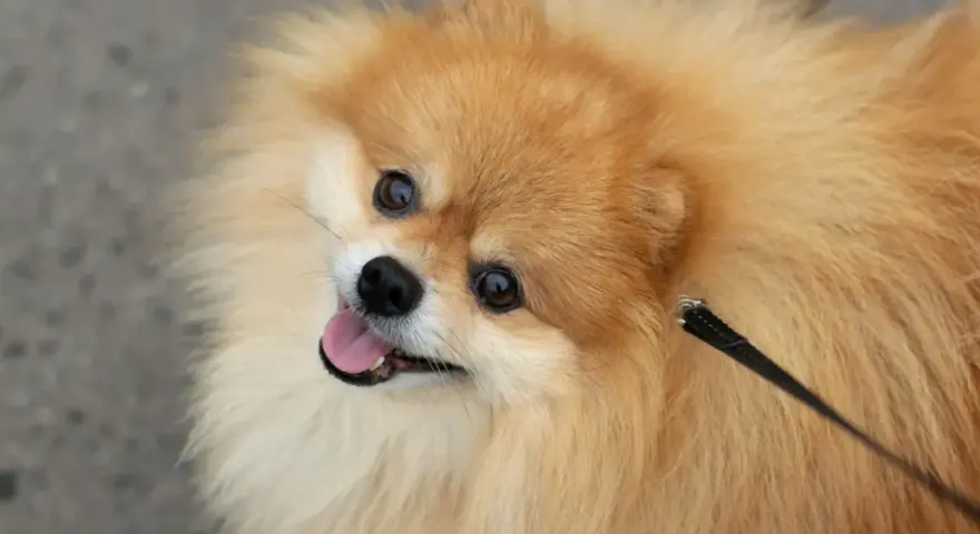 Un adorable pomchi perro, con su pelaje esponjoso y ojos vivaces, mira hacia arriba con la lengua fuera, listo para jugar.
