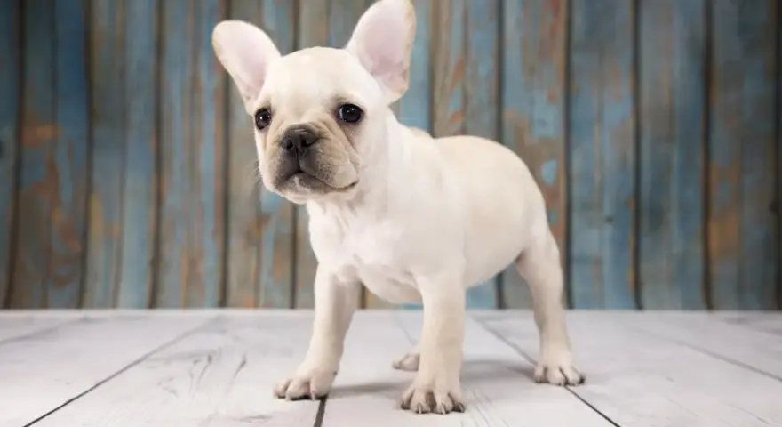 Un adorable cachorro de perros franceses, con sus grandes orejas, mira curioso al frente sobre un suelo de madera.