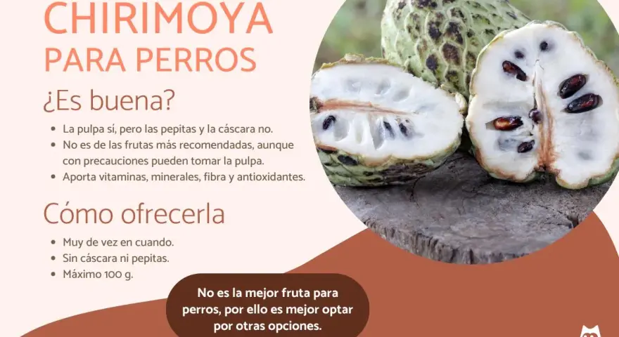 Chirimoya para perros: la pulpa sí, sin pepitas ni cáscara. Aporta nutrientes, pero no es la mejor opción.