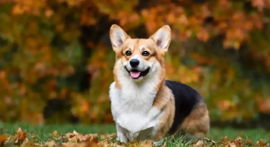 Un adorable corgi perro sonríe felizmente en un campo cubierto de hojas de otoño.