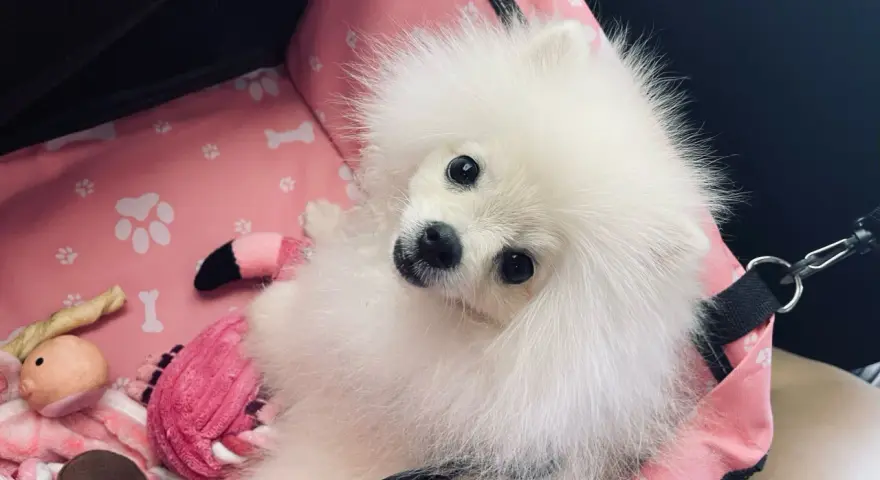 Adorable pomerania suelta pelo en su transportín rosa con juguetes.