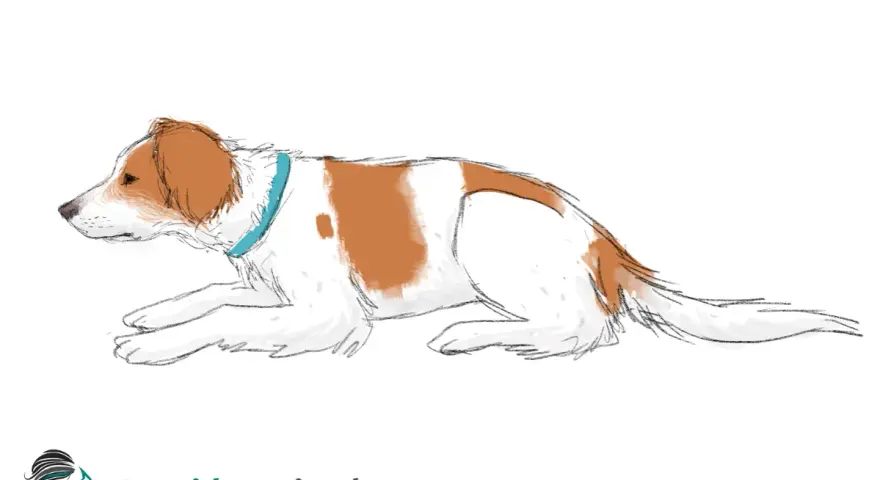 Un perro blanco y marrón con collar azul, en una de las formas de sentarse de un perro, con las patas delanteras extendidas.