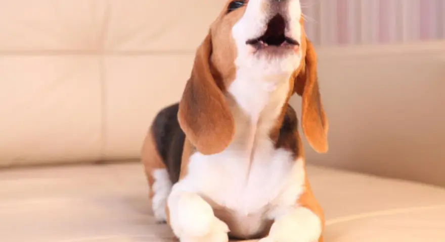 Un beagle cachorro, con su boca abierta, parece que mi perro llora por todo, pero en realidad está aullando de alegría.