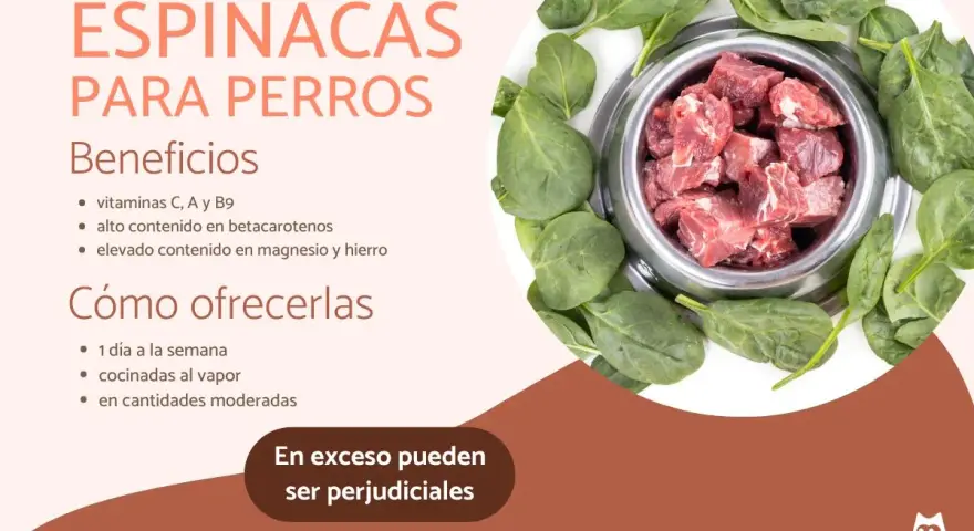 Un cuenco de carne cruda rodeado de espinacas frescas. Los perros pueden comer espinacas, aportando vitaminas y minerales.