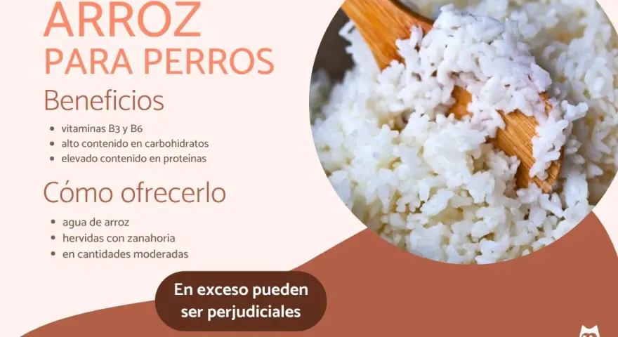 Arroz para perros: beneficios y cómo ofrecerlo. Los perros pueden comer arroz, es una buena fuente de vitaminas y carbohidratos.