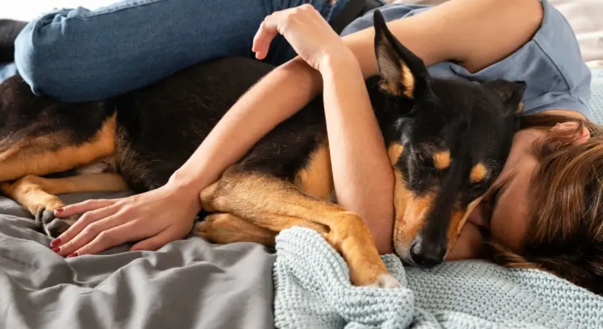 Un perro negro y marrón apoya su cabeza en mi pierna mientras descansamos juntos en la cama, envueltos en mantas.