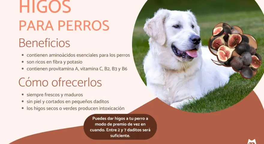 Un perro blanco y feliz en la hierba, con una burbuja de pensamiento que muestra higos. Los perros pueden comer higos como premio.