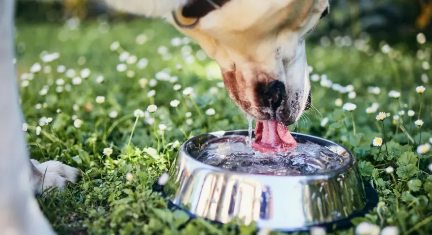 Perro bebiendo agua en un cuenco metálico, rodeado de hierba y margaritas. Una imagen que evoca la frescura y el cuidado, como una dieta renal para perros casera.