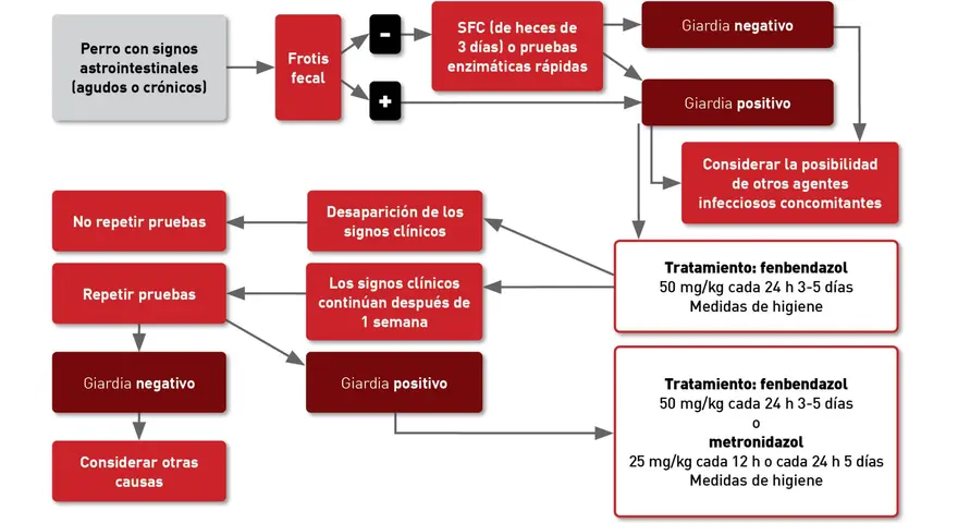 Diagrama de flujo para diagnosticar y tratar giardia en perros con síntomas gastrointestinales. Incluye pruebas, resultados y tratamientos.