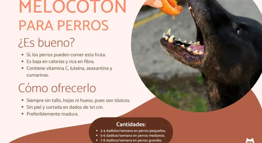 Un perro negro disfruta de un trozo de melocotón ofrecido por una mano. El texto explica los beneficios del melocotón para perros.