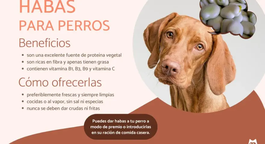 Un perro mira pensativo un grupo de habas. El texto indica que los perros pueden comer habas, destacando sus beneficios y cómo ofrecerlas.