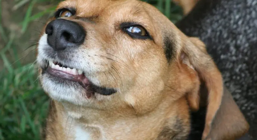 Primer plano de un perro marrón con la boca entreabierta, mostrando sus dientes. Parece que mi perro gruñe cuando juega, ¡pero es solo su forma de divertirse!