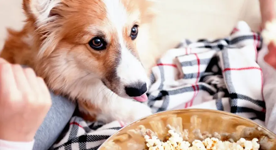 Un perro peludo mira con deseo un bol de palomitas. ¡Parece que los perros pueden comer palomitas!