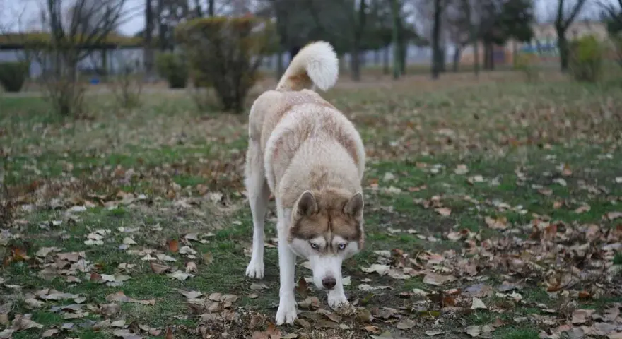 Husky de ojos azules, con pelaje claro y marrón, camina agachado entre hojas secas. Parece que mi perro se escapa de la finca, explorando el parque.