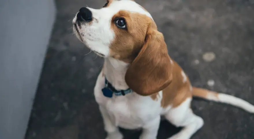 Un beagle sentado mira hacia arriba con ojos suplicantes. A veces, mi perro no me hace caso cuando lo suelto, pero su mirada me derrite.