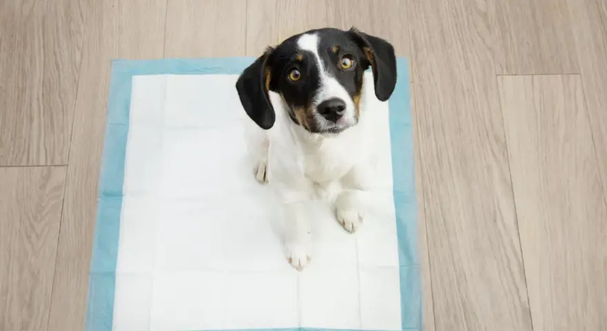 Mi perro se tumba en el empapador, esperando pacientemente.