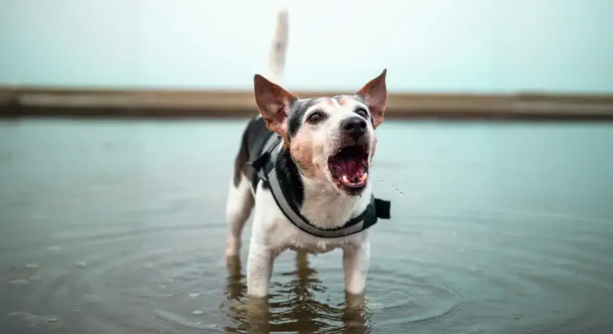 Perro con chaleco protector en el agua, ladrando con la boca abierta. Parece que mi perro ladra a las personas que se me acercan.