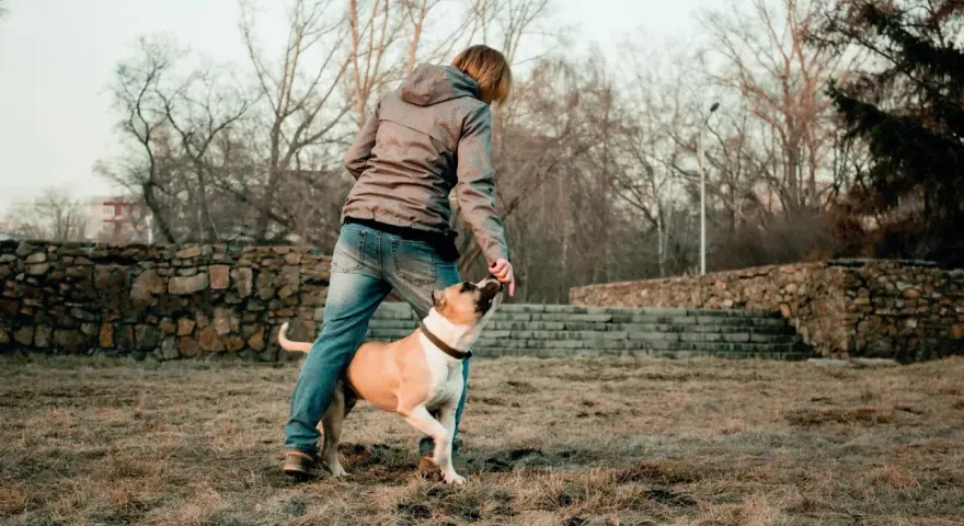 Persona interactuando con su perro, practicando trucos. Un buen momento para aplicar 40 trucos para tu perro y fortalecer su vínculo.