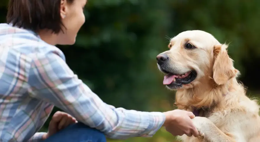Mujer sonríe a su perro golden retriever mientras le da la pata, un momento clave en como educar a un perro adulto.