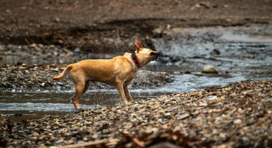 Perro marrón sacudiéndose el agua en un arroyo, un ejemplo de porque se sacuden los perros para secarse.