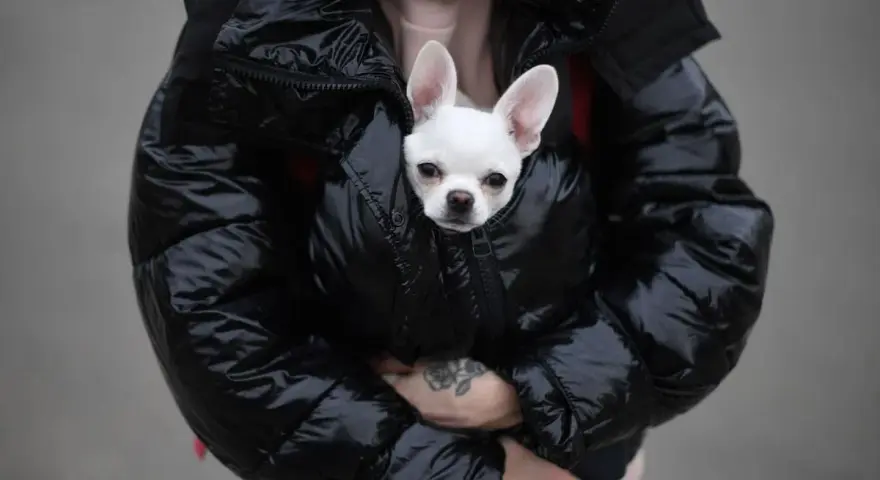 Un chihuahua blanco asoma de una chaqueta acolchada negra. ¡Hay que tapar a los perros para dormir y que estén calentitos!