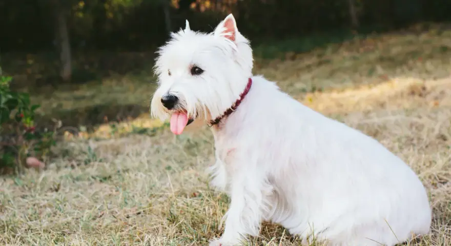 Un adorable perro blanco pequeño, con su lengua afuera, descansa en la hierba bajo el sol.