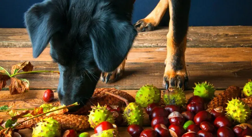 Un perro negro olfatea castañas y hojas secas sobre una mesa de madera. Los perros pueden comer castañas, pero con precaución.