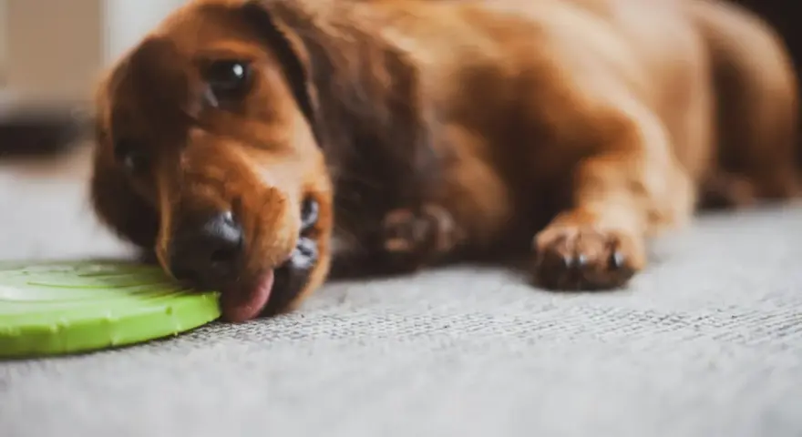 Un perro salchicha marrón lame un frisbee verde. Parece que mi perro no juega con juguetes, solo los lame.