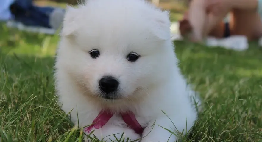 Un cachorro blanco y esponjoso con un lazo rosa, parece uno de esos perros que parecen peluches, sentado en la hierba.
